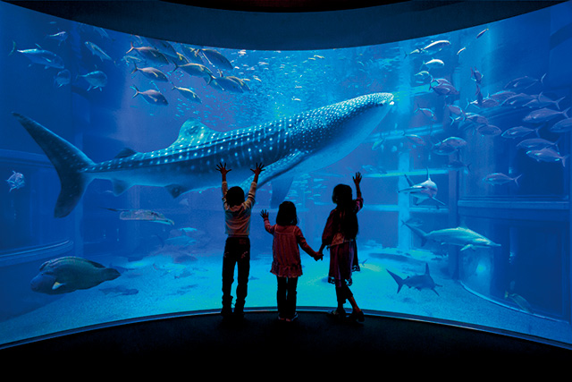 巨大な「太平洋」水槽/海遊館（大阪府/大阪市）