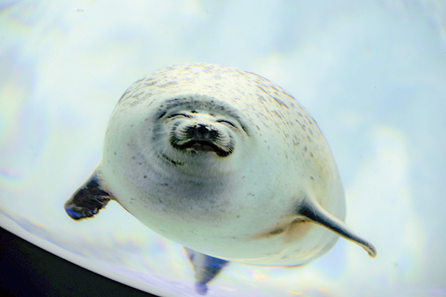 ワモンアザラシ/海遊館（大阪府/大阪市）