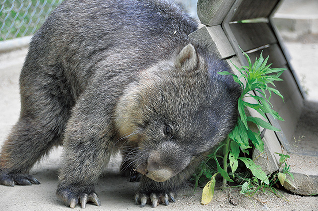 ウォンバット/五月山動物園（大阪府/池田市）