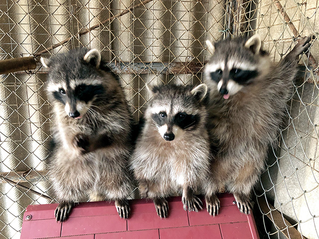 アライグマ/福知山市動物園（京都府/福知山市）