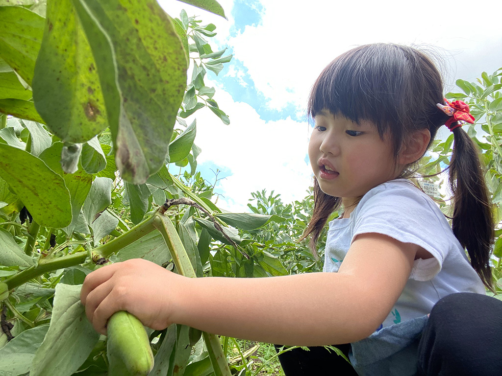 そら豆｜5月イメージ