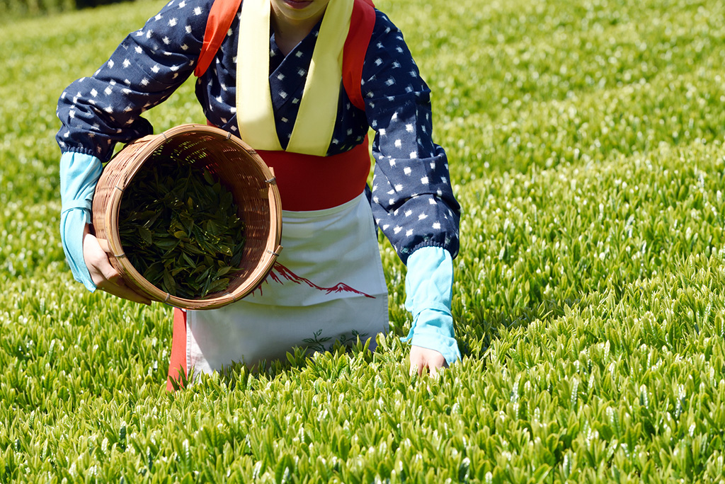 茶摘み｜5月イメージ