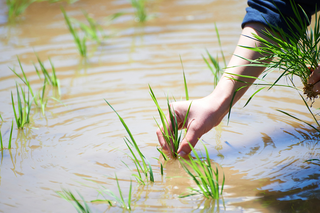 田植え｜5月イメージ