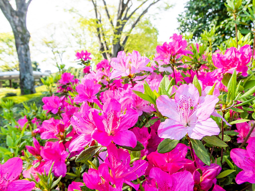 ツツジ｜5月イメージ