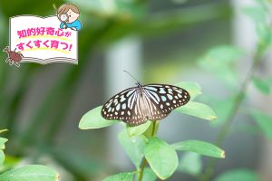 箕面公園昆虫館（大阪府）にある充実の生態展示で、驚きと発見を体感！