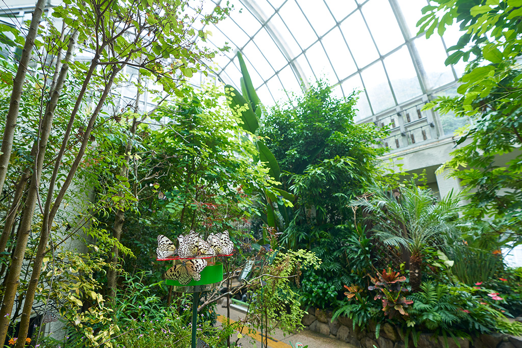 放蝶園/箕面公園昆虫館（大阪府/箕面市）