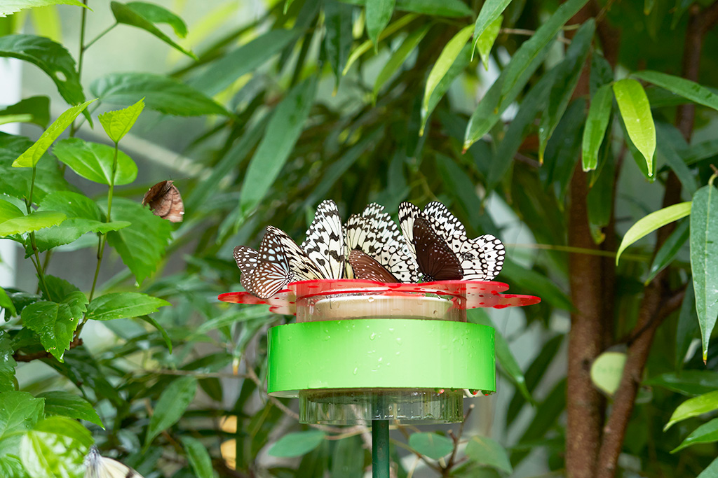 放蝶園内のチョウ/箕面公園昆虫館（大阪府/箕面市）