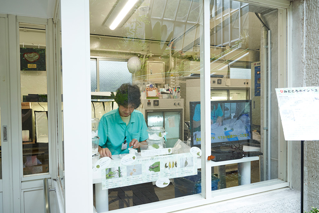 ガラス張りの飼育室/箕面公園昆虫館（大阪府/箕面市）