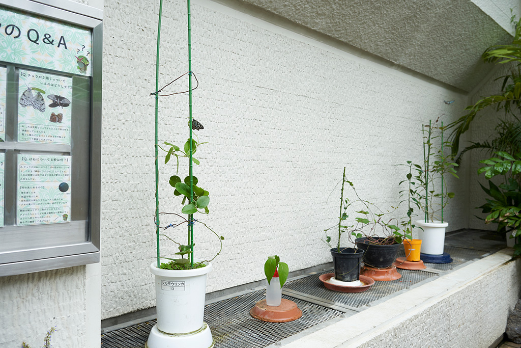 チョウが卵を産むために置かれた植物の鉢/箕面公園昆虫館（大阪府/箕面市）