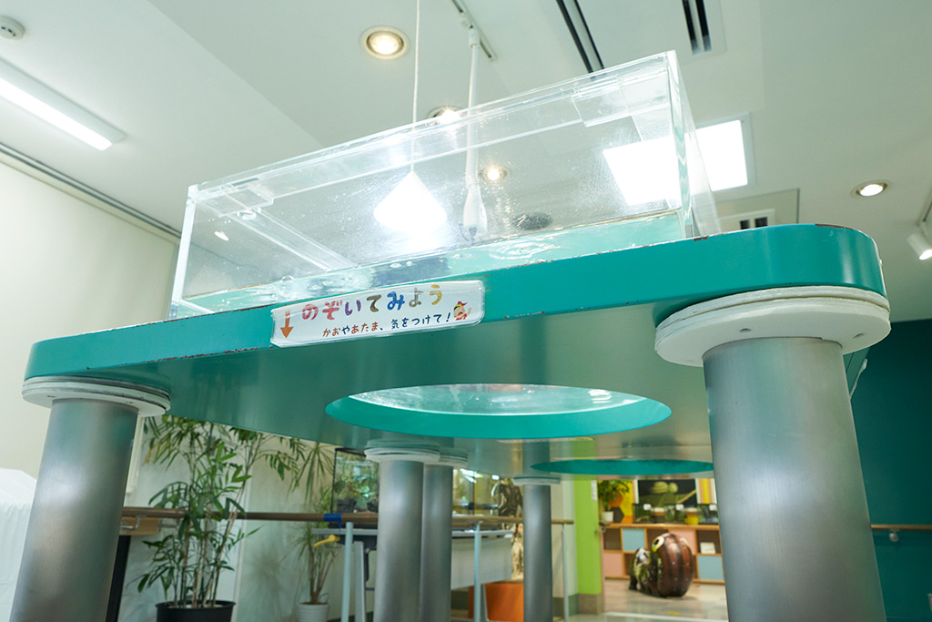 生体展示/箕面公園昆虫館（大阪府/箕面市）