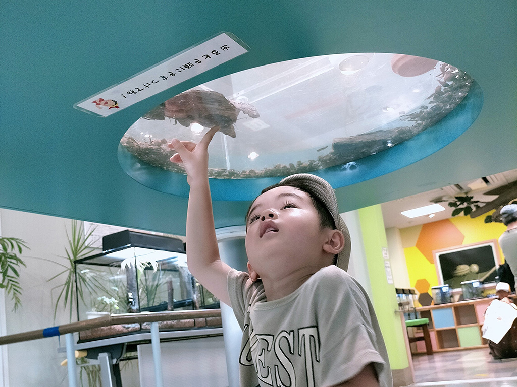 生体展示/箕面公園昆虫館（大阪府/箕面市）