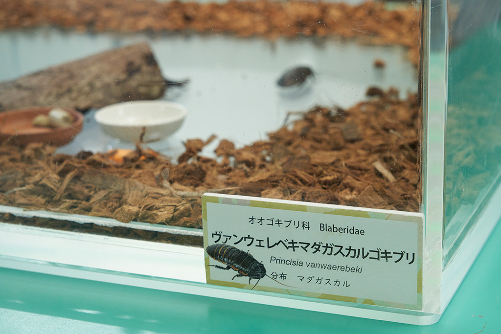 生体展示/箕面公園昆虫館（大阪府/箕面市）