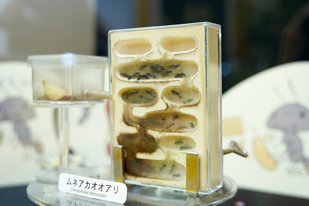 ムネアカオオアリの展示/箕面公園昆虫館（大阪府/箕面市）