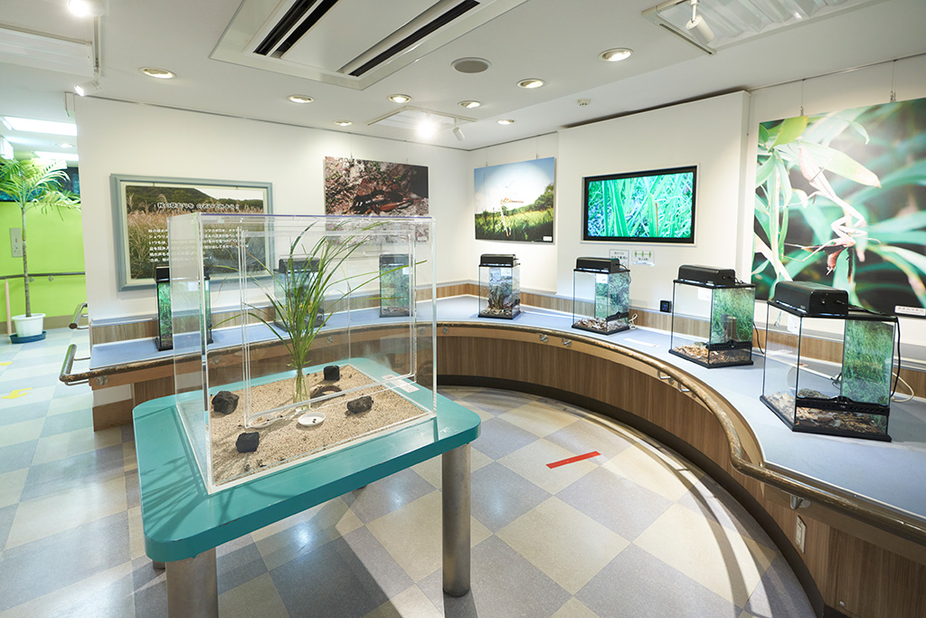 秋の展示室/箕面公園昆虫館（大阪府/箕面市）