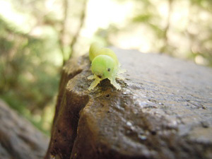 昆虫DIY/箕面公園昆虫館（大阪府/箕面市）