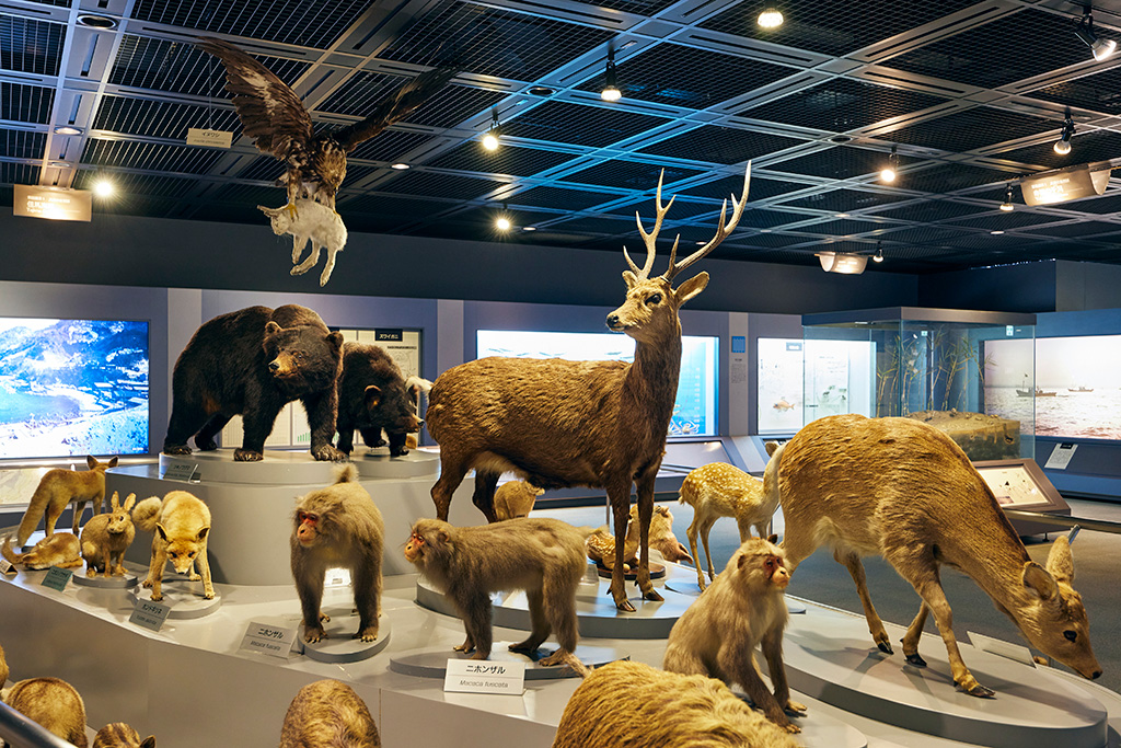 「兵庫の自然誌」エリア/兵庫県立人と自然の博物館（三田市）