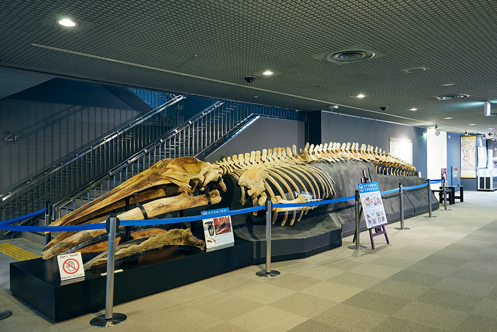 ナガスクジラの骨格標本/兵庫県立人と自然の博物館（三田市）