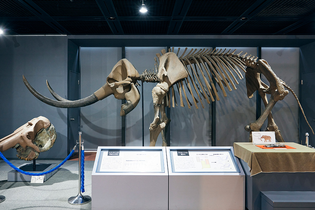 アケボノゾウの骨格標本/兵庫県立人と自然の博物館（三田市）
