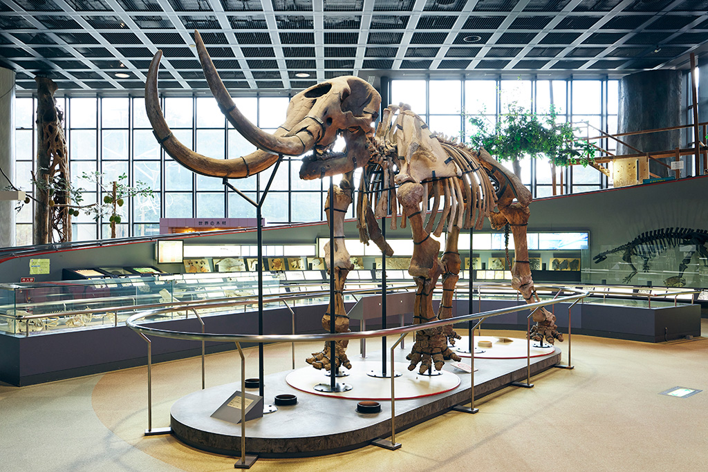 アメリカマストドンの化石/兵庫県立人と自然の博物館（三田市）