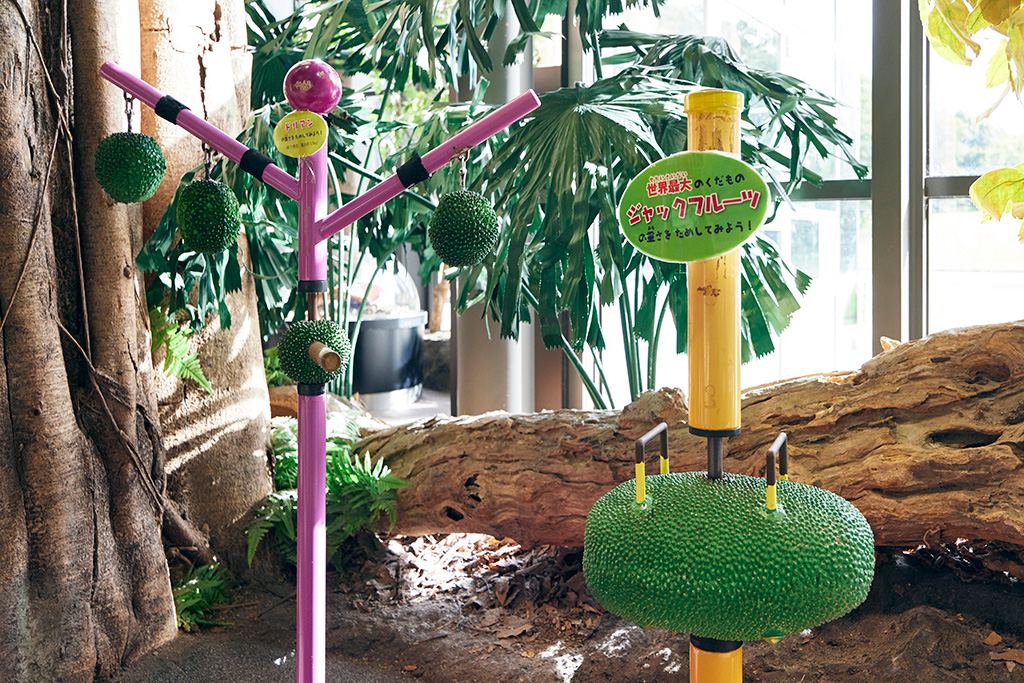 ジャックフルーツの重さを体験するコーナー/兵庫県立人と自然の博物館（三田市）