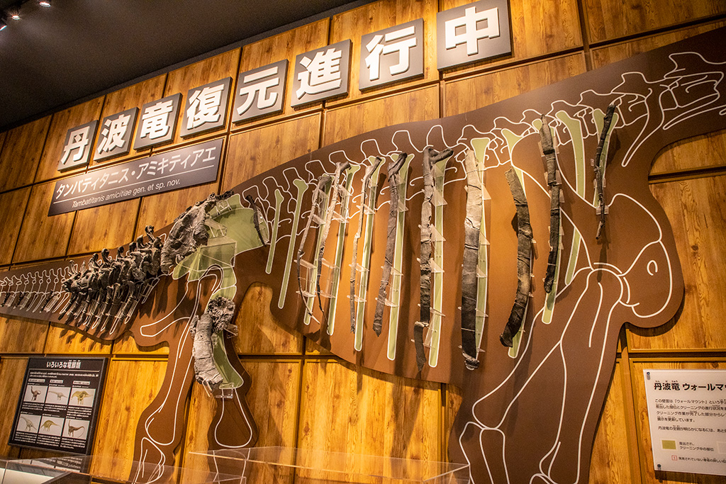 ウォールマウントの展示/丹波竜化石工房「ちーたんの館」（兵庫県/丹波市）