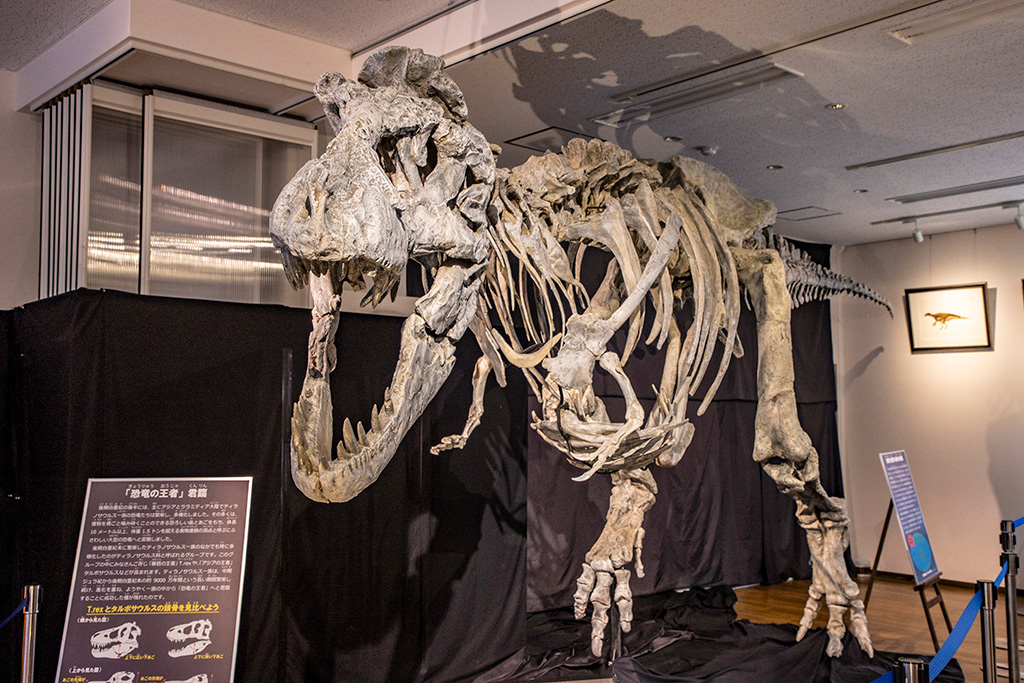 タルボサウルス実物大骨格標本/丹波竜化石工房「ちーたんの館」（兵庫県/丹波市）