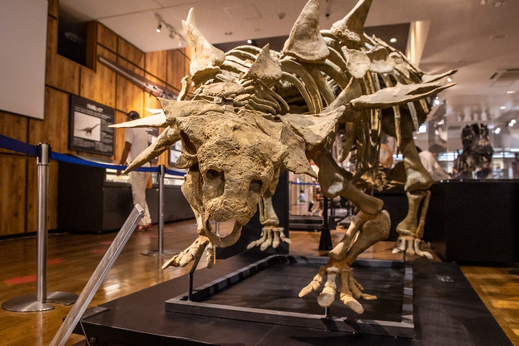 鎧竜類の恐竜・ガストニアの全身骨格のレプリカ/丹波竜化石工房「ちーたんの館」（兵庫県/丹波市）