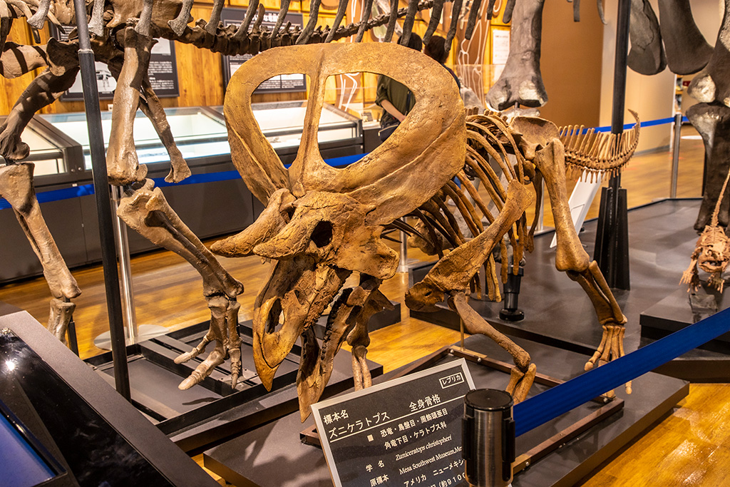 ズニケラトプスの全身骨格標本/丹波竜化石工房「ちーたんの館」（兵庫県/丹波市）
