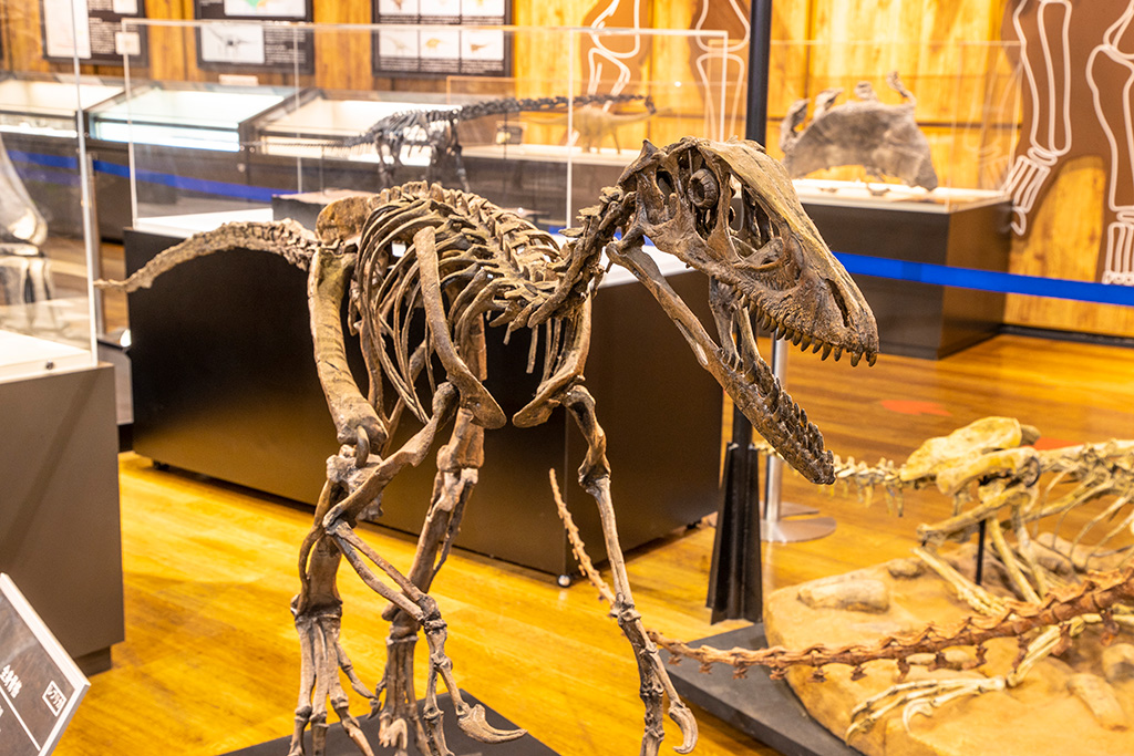 デイノニクス全身骨格標本/丹波竜化石工房「ちーたんの館」（兵庫県/丹波市）