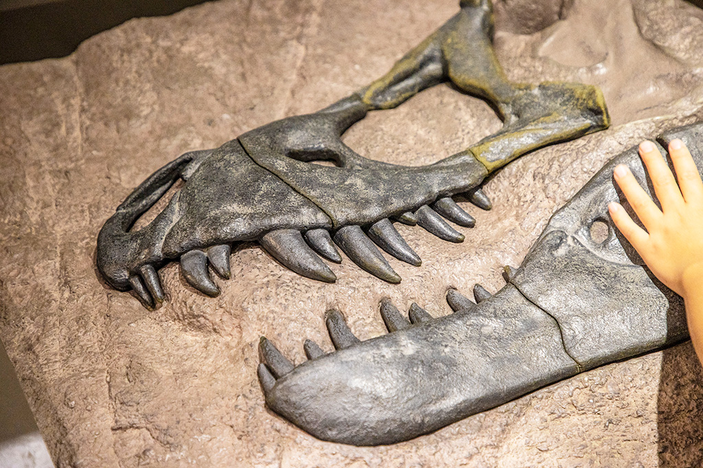 立体パズル/丹波竜化石工房「ちーたんの館」（兵庫県/丹波市）