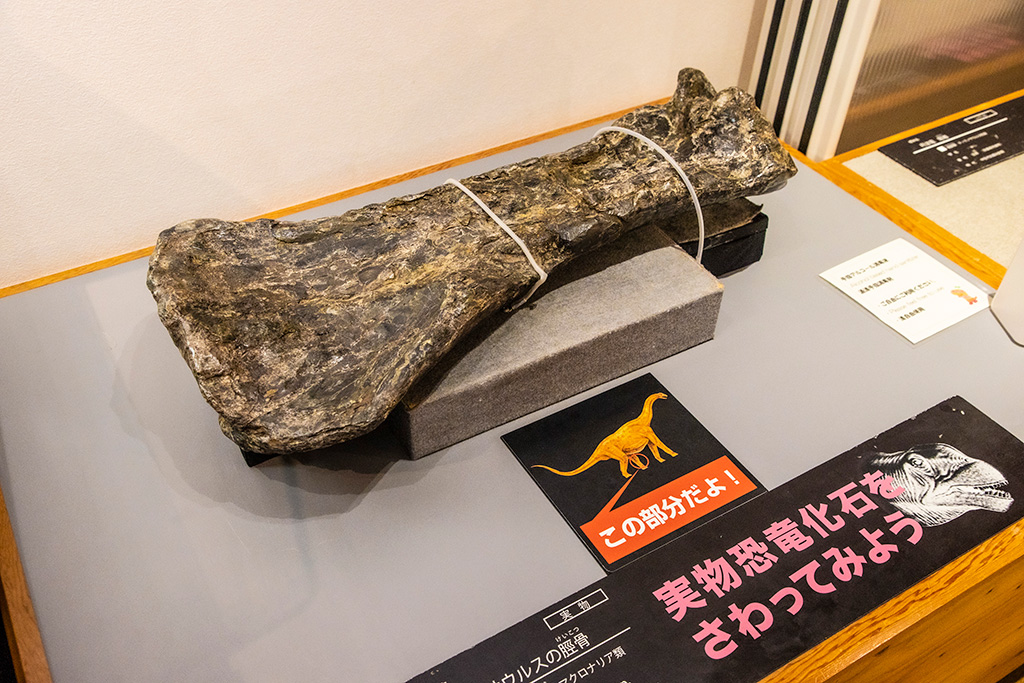 本物の恐竜の化石/丹波竜化石工房「ちーたんの館」（兵庫県/丹波市）