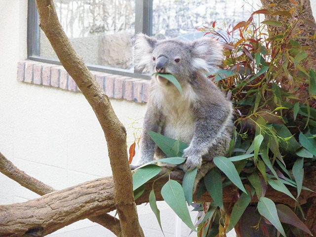 コアラ/神戸市立王子動物園（兵庫県）