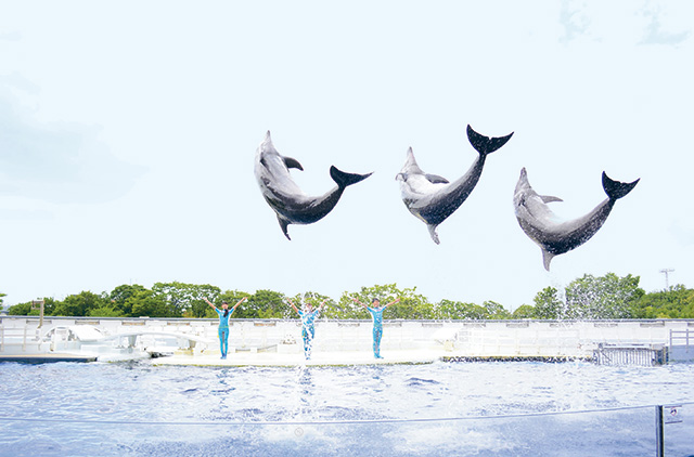 イルカショー/京都水族館（京都府/京都市）