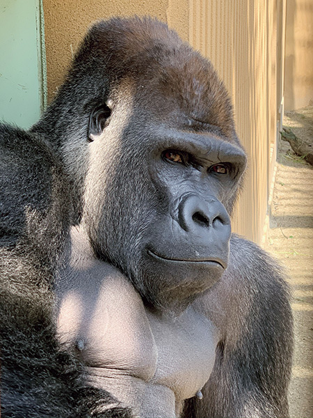 ゴリラのモモタロウ/京都市動物園（京都府）