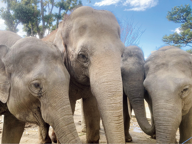 アジアゾウ/京都市動物園（京都府）