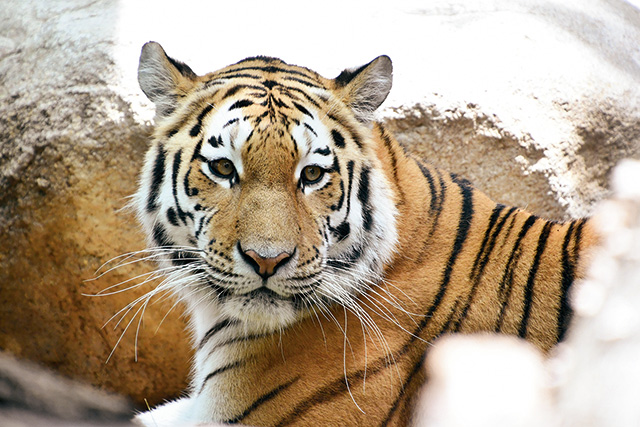 アムールトラ/神戸市立王子動物園（兵庫県）