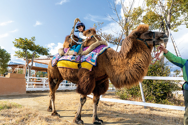 ラクダライドの様子/神戸どうぶつ王国（兵庫県/神戸市）