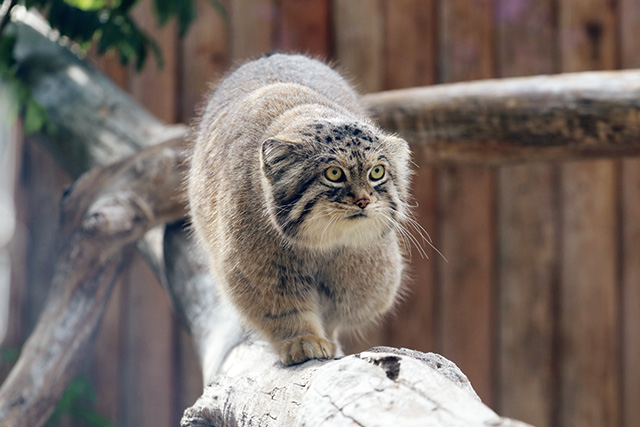 マヌルネコ/神戸どうぶつ王国（兵庫県/神戸市）