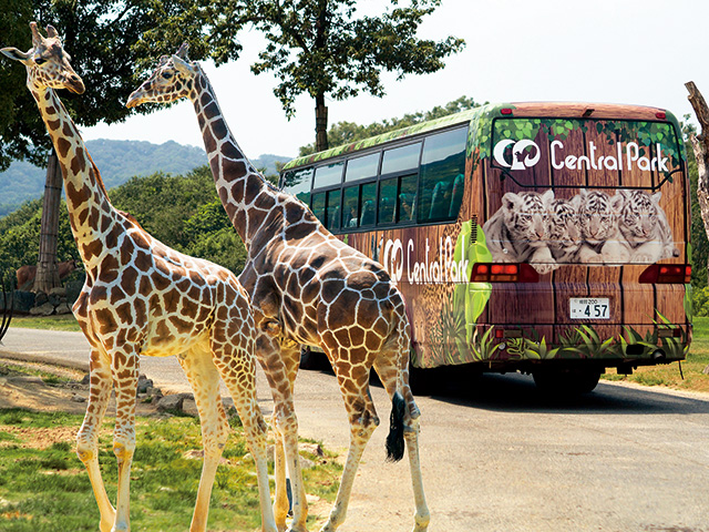 サファリバスツアー/姫路セントラルパーク サファリ（兵庫県/姫路市）