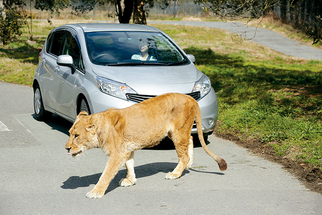 ドライブスルーサファリ/姫路セントラルパーク サファリ（兵庫県/姫路市）