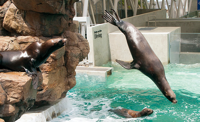 トドのダイビング/城崎マリンワールド（兵庫県/豊岡市）