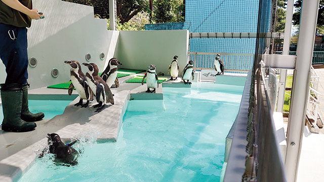 ペンギン/和歌山城公園動物園（和歌山県/和歌山市）