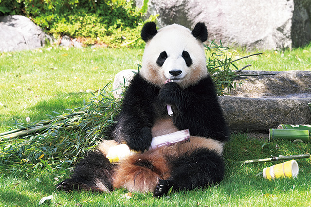 ジャイアントパンダの彩浜/アドベンチャーワールド（和歌山県/白浜町）