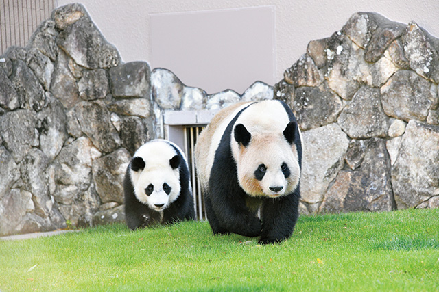1歳のパンダ楓浜と母パンダの良浜/アドベンチャーワールド（和歌山県/白浜町）