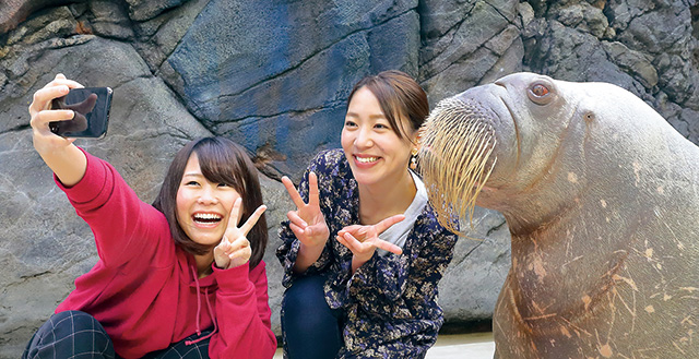 セイウチふれあいタイム/鳥羽水族館（三重県/鳥羽市）