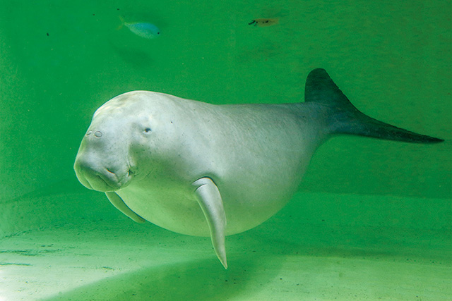 ジュゴンのセレナ/鳥羽水族館（三重県/鳥羽市）