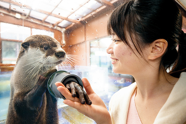 カワウソとのふれあい/伊勢シーパラダイス（三重県/伊勢市）
