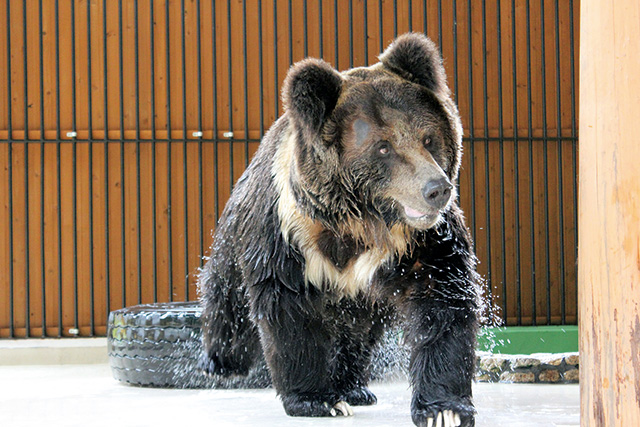 ウマグマ/大内山動物園（三重県/大紀町）