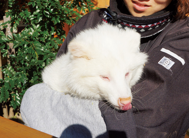 白いタヌキのポンちゃん/大内山動物園（三重県/大紀町）