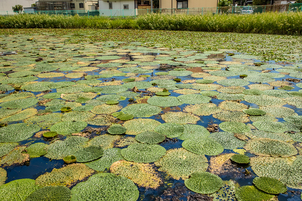 狐狸ヶ池/兵庫県立考古博物館(播磨町)